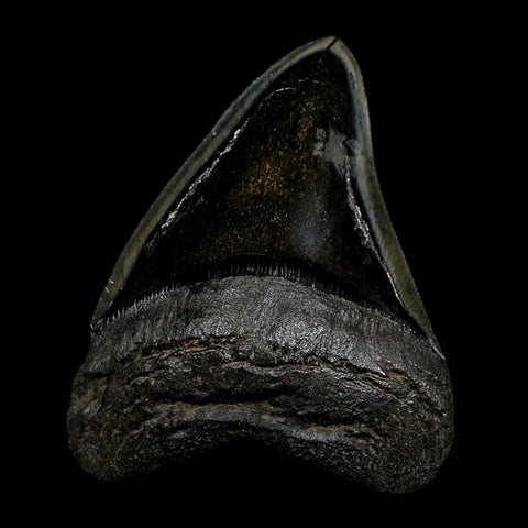 XL 4.7" Quality Megalodon Shark Serrated Tooth Fossil Natural Early Miocene Age COA