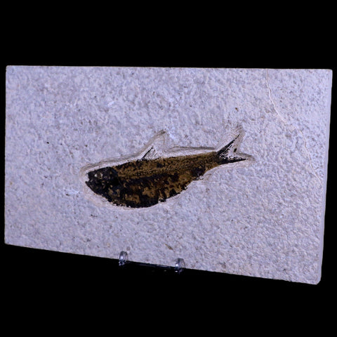 XL 4.4" Knightia Eocaena Fossil Fish Green River FM WY Eocene Age COA & Stand - Fossil Age Minerals