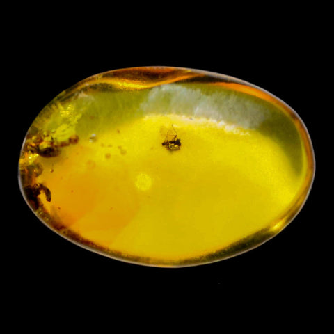 Burmese Insect Amber Diptera Mosquito Fly Fossil Cretaceous Bermite Dinosaur Age - Fossil Age Minerals