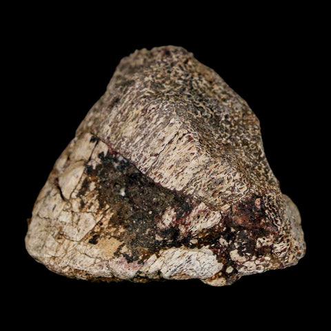 1.6" Stegosaurus Fossil Limb Bone Morrison FM Wyoming Jurassic Age Dinosaur COA