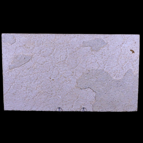 XL 4.4" Knightia Eocaena Fossil Fish Green River FM WY Eocene Age COA & Stand - Fossil Age Minerals