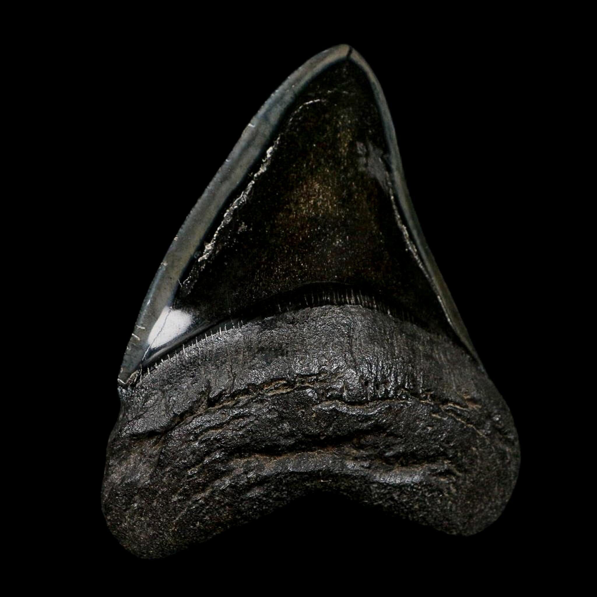 XL 4.7" Quality Megalodon Shark Serrated Tooth Fossil Natural Early Miocene Age COA - Fossil Age Minerals