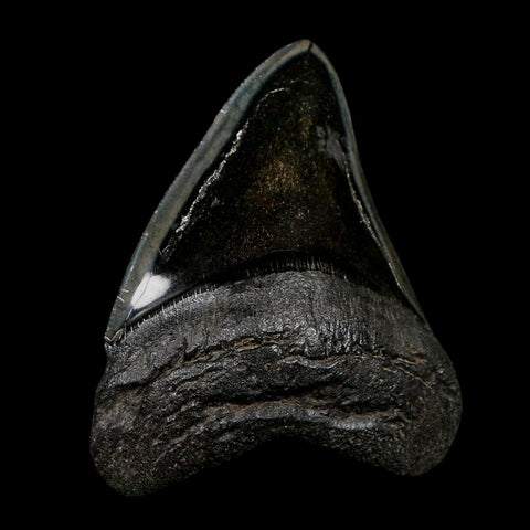 XL 4.7" Quality Megalodon Shark Serrated Tooth Fossil Natural Early Miocene Age COA