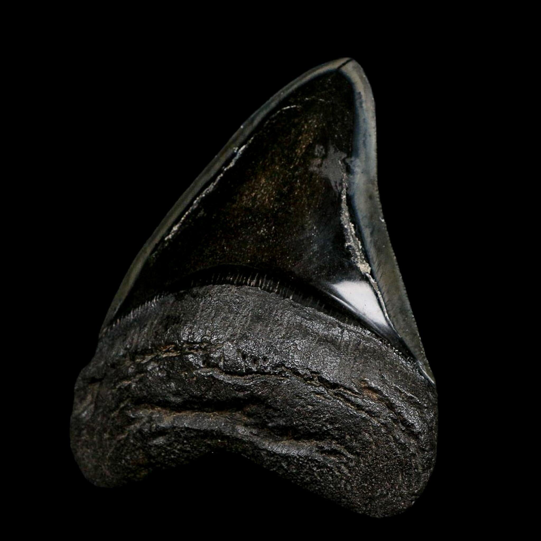 XL 4.7" Quality Megalodon Shark Serrated Tooth Fossil Natural Early Miocene Age COA - Fossil Age Minerals