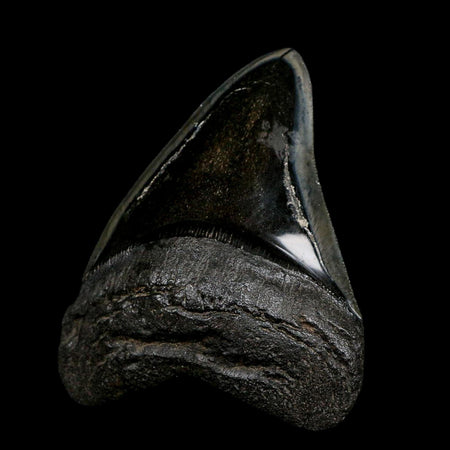 XL 4.7" Quality Megalodon Shark Serrated Tooth Fossil Natural Early Miocene Age COA