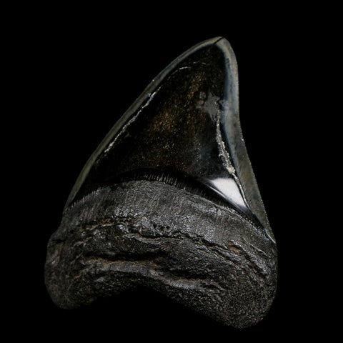 XL 4.7" Quality Megalodon Shark Serrated Tooth Fossil Natural Early Miocene Age COA