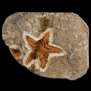 30MM Brittlestar Petraster Starfish Fossil Ordovician Age Blekus Morocco COA