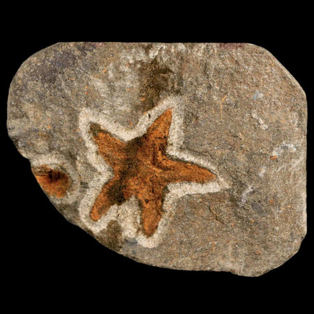 30MM Brittle Star Petraster Starfish Fossil Ordovician Age Blekus Morocco COA