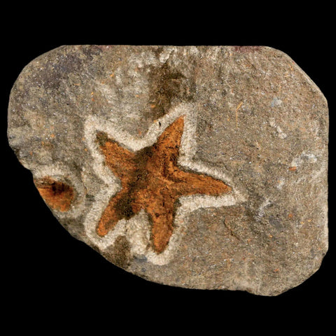 30MM Brittlestar Petraster Starfish Fossil Ordovician Age Blekus Morocco COA - Fossil Age Minerals