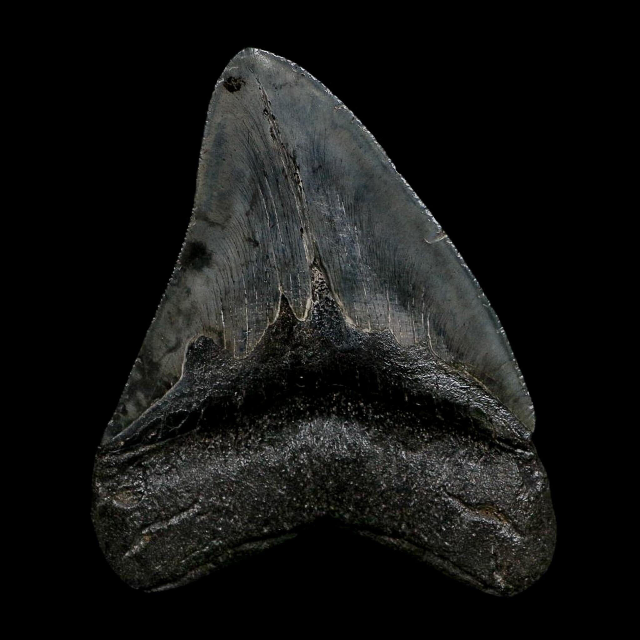 XL 4.7" Quality Megalodon Shark Serrated Tooth Fossil Natural Early Miocene Age COA - Fossil Age Minerals