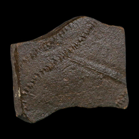 3.8" Trilobite Trackway Cruziana Plate Fossil Ordovician Age Ouzina Morocco - Fossil Age Minerals