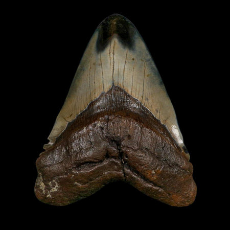XXL 5.1" Quality Megalodon Shark Tooth Fossil Natural Early Miocene Age COA