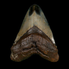 Megalodon Teeth