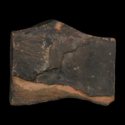 3.8" Trilobite Trackway Cruziana Plate Fossil Ordovician Age Ouzina Morocco - Fossil Age Minerals