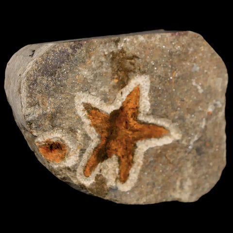 30MM Brittlestar Petraster Starfish Fossil Ordovician Age Blekus Morocco COA - Fossil Age Minerals