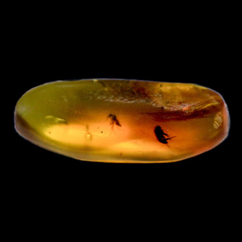 Burmese Insect Amber Diptera Mosquito Fly Fossil Cretaceous Bermite Dinosaur Age - Fossil Age Minerals