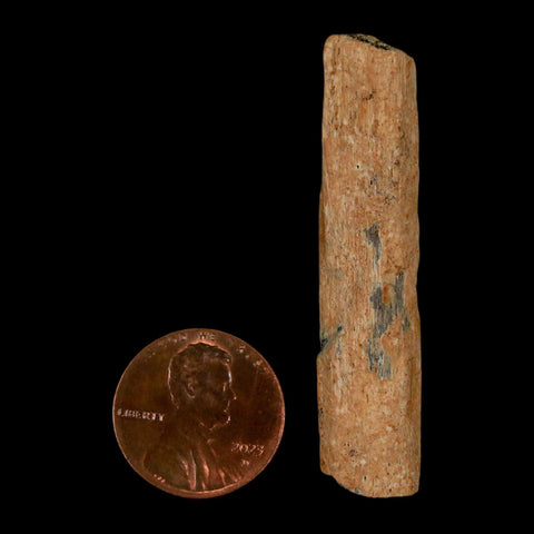 2" Hadrosaur Dinosaur Tendon Fossil Lance Creek FM Cretaceous WY COA Display - Fossil Age Minerals