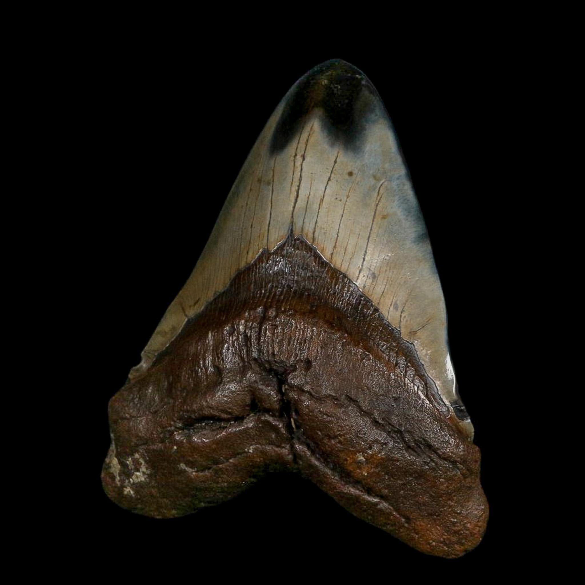 XXL 5.1" Quality Megalodon Shark Tooth Fossil Natural Early Miocene Age COA - Fossil Age Minerals