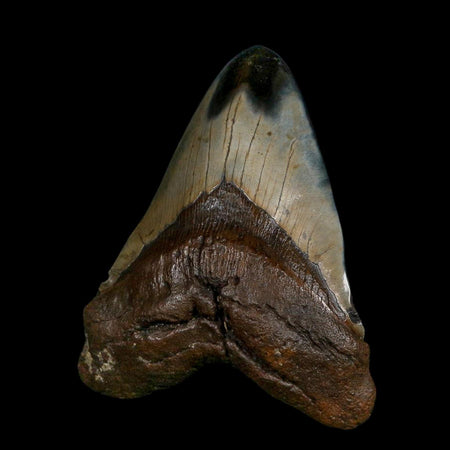 XXL 5.1" Quality Megalodon Shark Tooth Fossil Natural Early Miocene Age COA