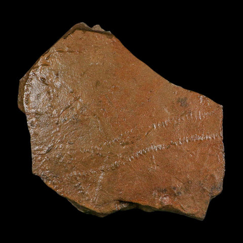 5.8" Trilobite Trackway Cruziana Plate Fossil Ordovician Age Ouzina Morocco - Fossil Age Minerals