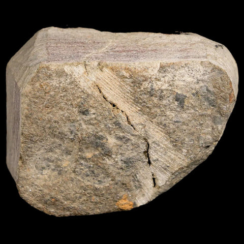 30MM Brittlestar Petraster Starfish Fossil Ordovician Age Blekus Morocco COA - Fossil Age Minerals