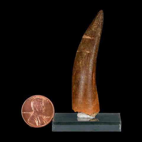 XL 2.4" Plesiosaur Zarafasaura Tooth Fossil Cretaceous Dinosaur Era COA, Stand