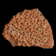 0.5" Megaloolithus Titanosaur Dinosaur Fossil Egg Shell Bouches Du Rhone France Display