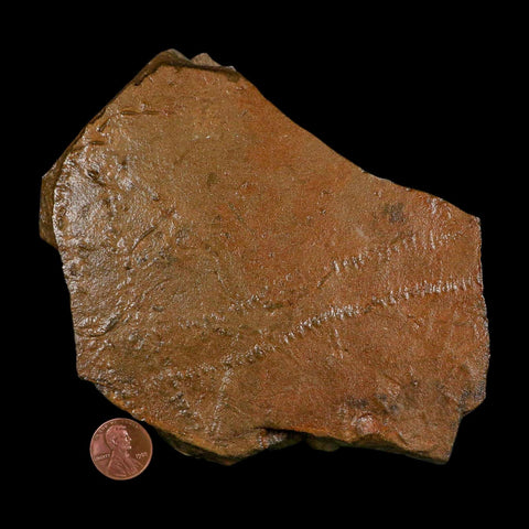 5.8" Trilobite Trackway Cruziana Plate Fossil Ordovician Age Ouzina Morocco - Fossil Age Minerals
