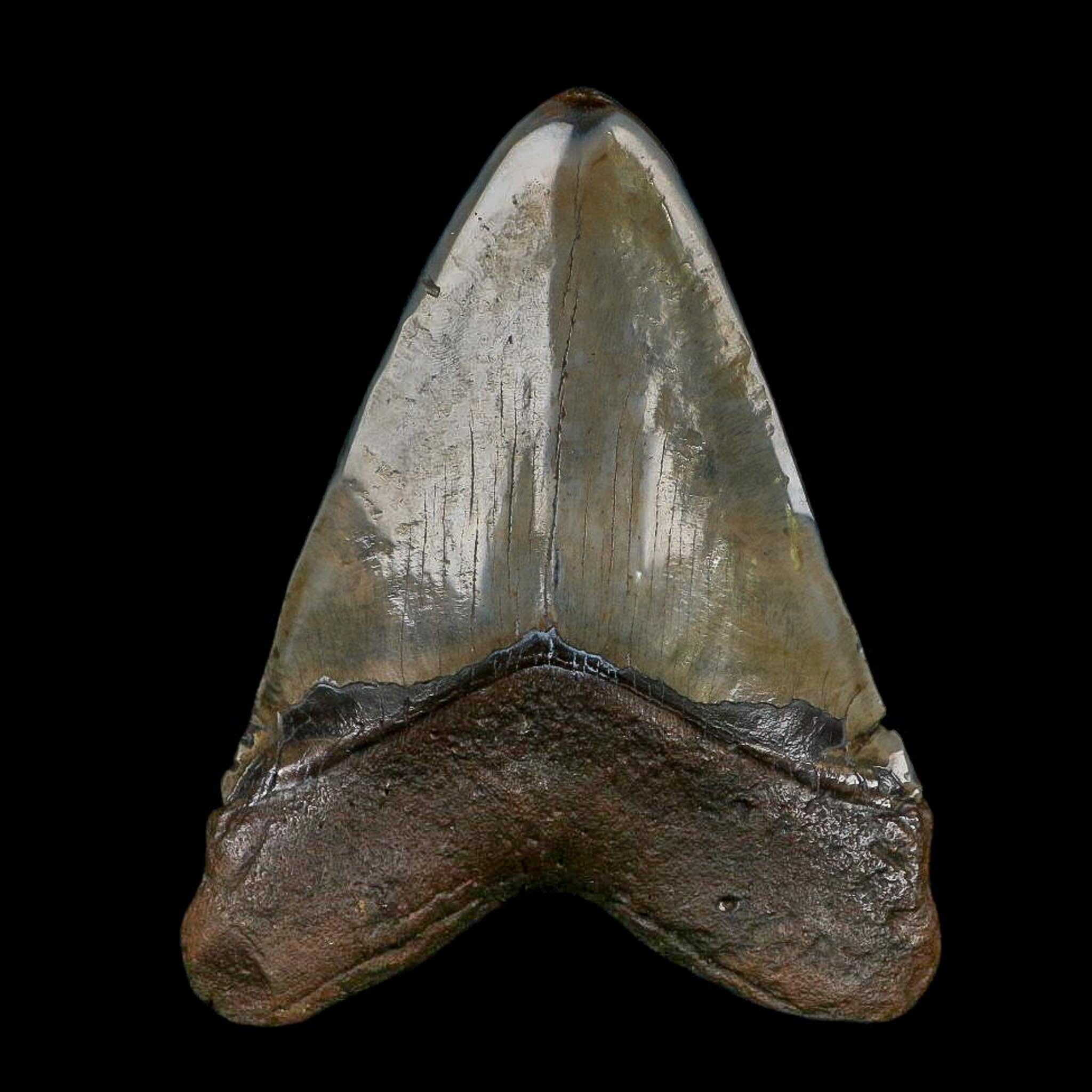 XXL 5.1" Quality Megalodon Shark Tooth Fossil Natural Early Miocene Age COA - Fossil Age Minerals