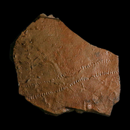 5.8" Trilobite Trackway Cruziana Plate Fossil Ordovician Age Ouzina Morocco