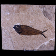 5.3" Diplomystus Dentatus Fossil Fish Green River FM WY Eocene Age COA, Stand