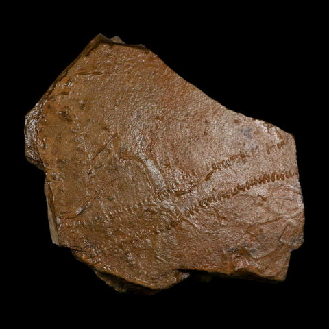 5.8" Trilobite Trackway Cruziana Plate Fossil Ordovician Age Ouzina Morocco - Fossil Age Minerals