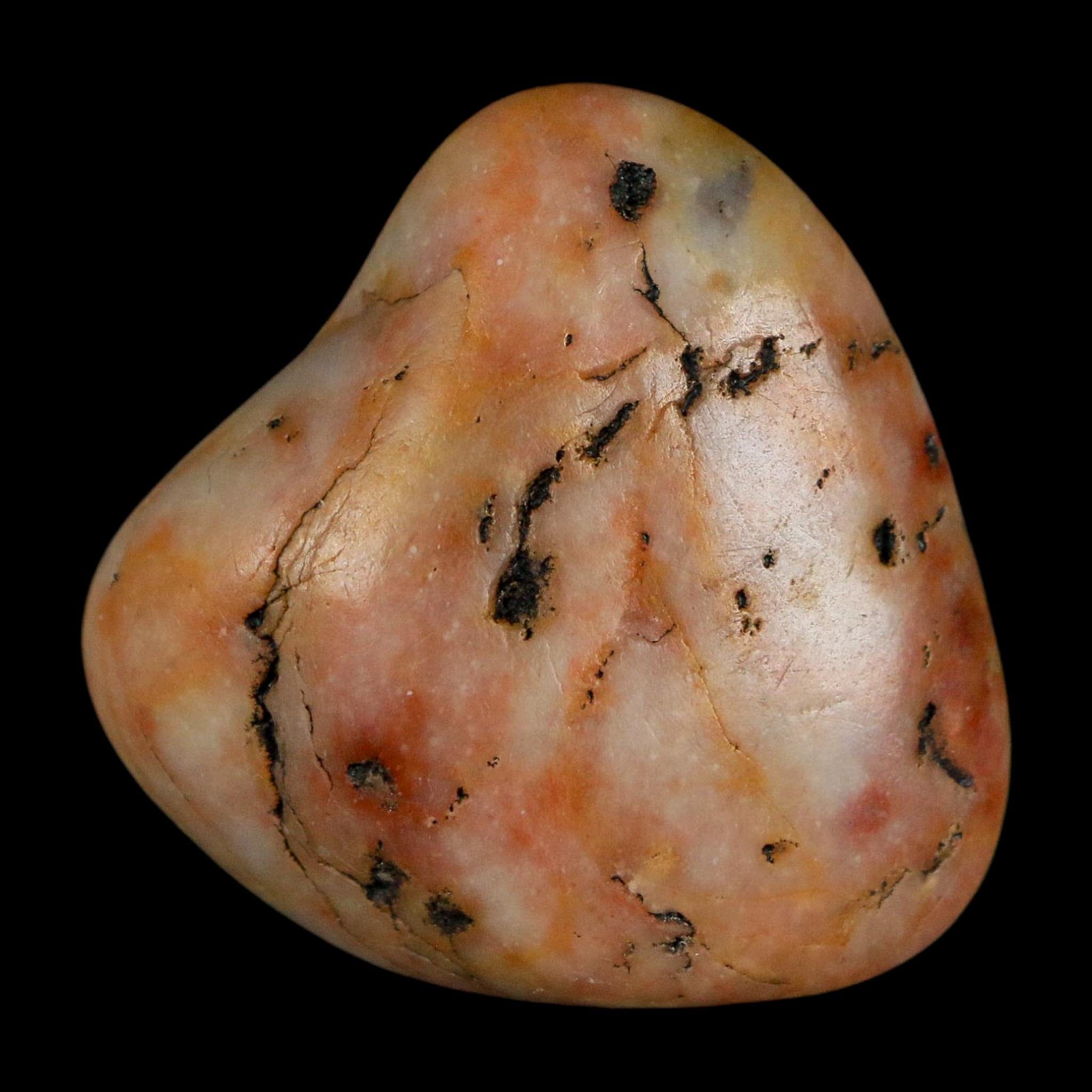 1.3" Sauropod Dinosaur Stomach Stone Gastrolith Rock Gizzard Stone COA - Fossil Age Minerals