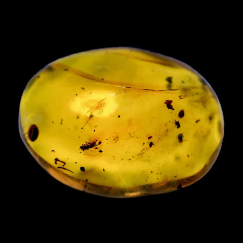 Burmese Insect Amber Hymenoptera Wasp Bee Fossil Cretaceous Dinosaur Age - Fossil Age Minerals