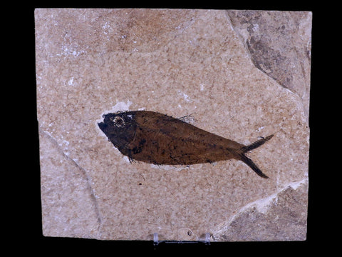 5.3" Diplomystus Dentatus Fossil Fish Green River FM WY Eocene Age COA, Stand - Fossil Age Minerals
