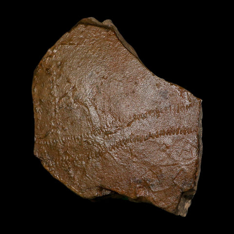 5.8" Trilobite Trackway Cruziana Plate Fossil Ordovician Age Ouzina Morocco - Fossil Age Minerals