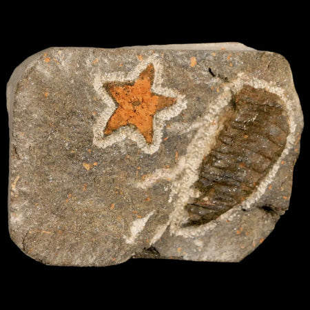 19MM Brittlestar Petraster Starfish Fossil Ordovician Age Blekus Morocco COA