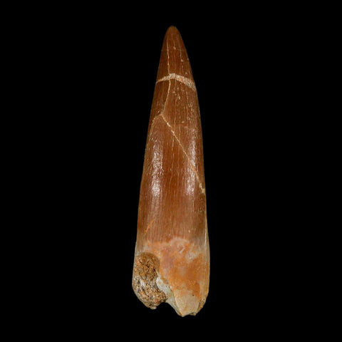 XL 2" Plesiosaur Zarafasaura Tooth Fossil Cretaceous Dinosaur Era COA, Stand