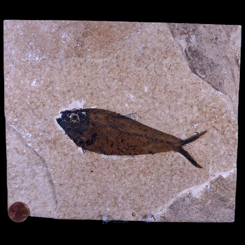 5.3" Diplomystus Dentatus Fossil Fish Green River FM WY Eocene Age COA, Stand - Fossil Age Minerals