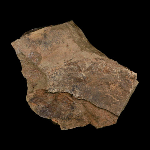 5.8" Trilobite Trackway Cruziana Plate Fossil Ordovician Age Ouzina Morocco - Fossil Age Minerals