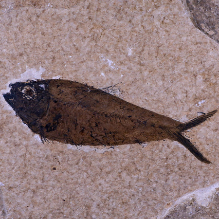 5.3" Diplomystus Dentatus Fossil Fish Green River FM WY Eocene Age COA, Stand