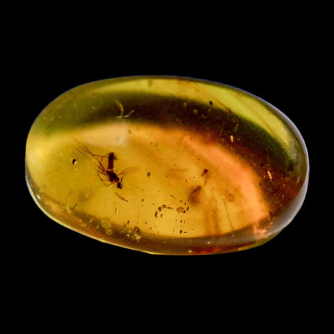 Burmese Insect Amber Diptera Mosquito Fly Fossil Cretaceous Bermite Dinosaur Age - Fossil Age Minerals