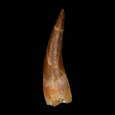 XL 2" Plesiosaur Zarafasaura Tooth Fossil Cretaceous Dinosaur Era COA, Stand