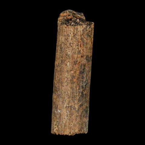 1.2" Hadrosaur Dinosaur Tendon Fossil Lance Creek FM Cretaceous WY COA Display - Fossil Age Minerals