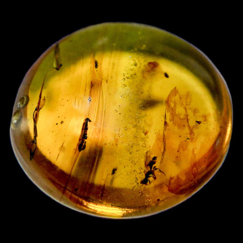 Burmese Insect Amber Hymenoptera Wasp Bee Fossil Cretaceous Dinosaur Age - Fossil Age Minerals