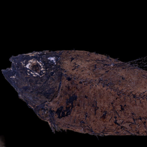5.3" Diplomystus Dentatus Fossil Fish Green River FM WY Eocene Age COA, Stand - Fossil Age Minerals