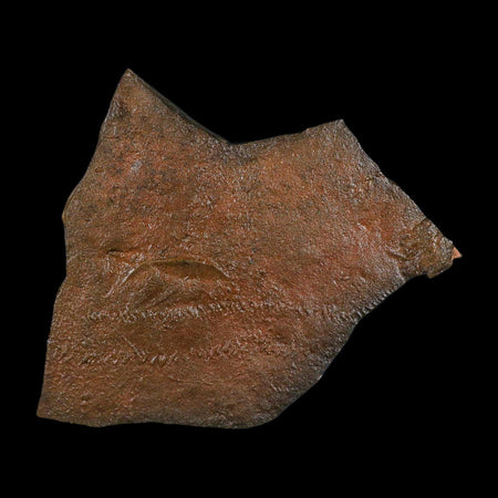 5.9" Trilobite Trackway Cruziana Plate Fossil Ordovician Age Ouzina Morocco