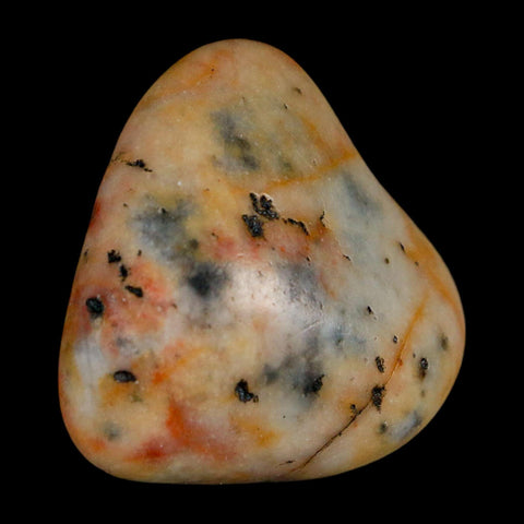 1.3" Sauropod Dinosaur Stomach Stone Gastrolith Rock Gizzard Stone COA - Fossil Age Minerals
