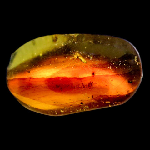 Burmese Insect Amber Diptera Mosquito Fly Fossil Cretaceous Bermite Dinosaur Age - Fossil Age Minerals