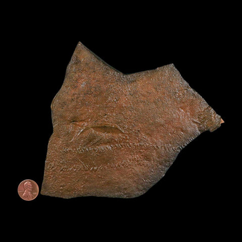 5.9" Trilobite Trackway Cruziana Plate Fossil Ordovician Age Ouzina Morocco - Fossil Age Minerals